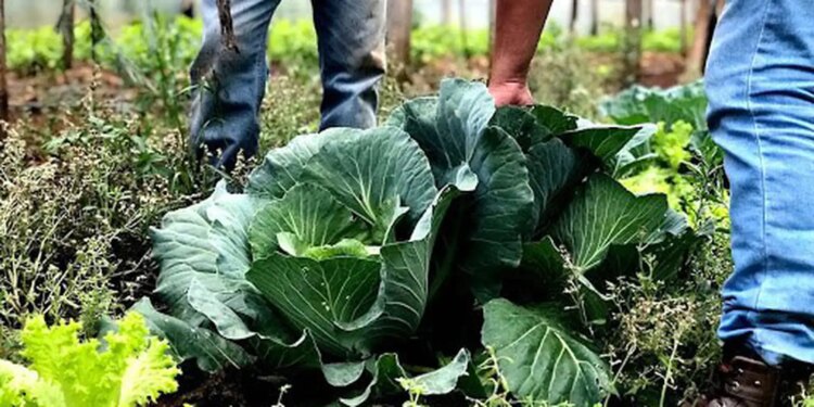 Municípios já podem manifestar interesse em executar PAA em 2026
