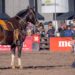 Da aposentadoria para ser hexacampeão: veja a história e trajetória do 'Cavalo das Américas'