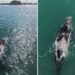 VÍDEO: Baleias-francas são vistas no mar de Torres, no RS; espécie está ameaçada de extinção